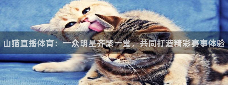 火凤体育直播在线：山猫直播体育：一众明星齐聚一堂，共同打造精彩赛事体验