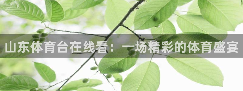 火凤足球直播免费观看：山东体育台在线看：一场精彩的体育盛宴