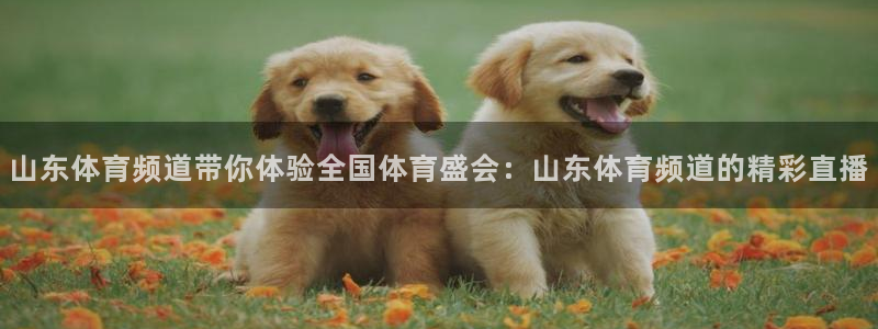 火凤体育免费直播在线观看：山东体育频道带你体验全国体育盛会：山东体育频道的精彩直播
